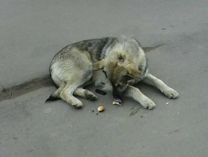 Повезло
