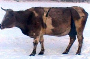Лифчик для якутской коровы