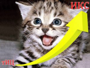 Котики всегда популярны