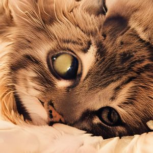 ruDALL-E: котик