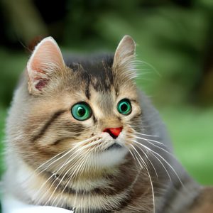 ruDALL-E: котик